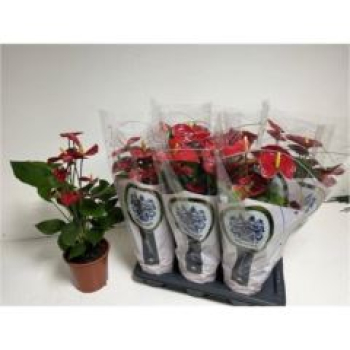 Anthurium andr. 'Jambo Red'