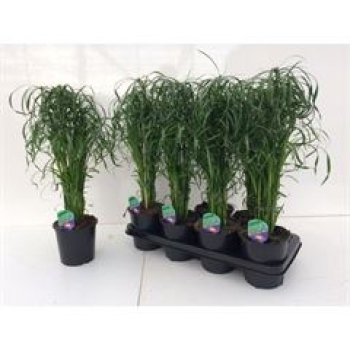 Cyperus alternifolius