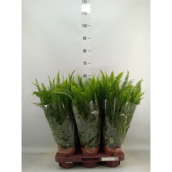 Nephrolepis exal. 'Green Lady'