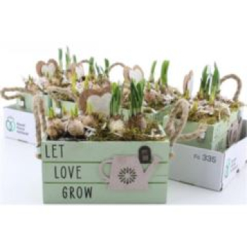 Zwiebelmix in Holzkasten grün