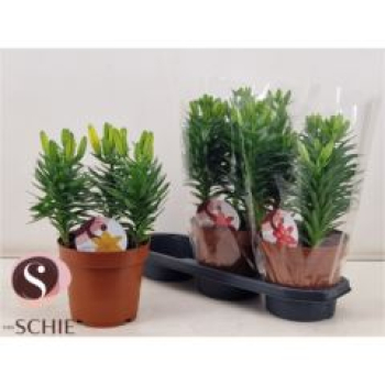 Lilium asia. gemischt