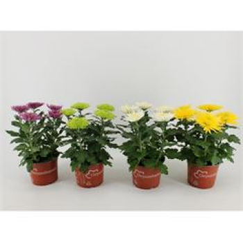 Chrysanthemum 'Anastasia' Mix