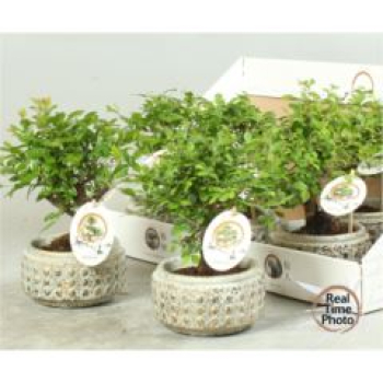 Bonsai gemischt in Keramiktopf