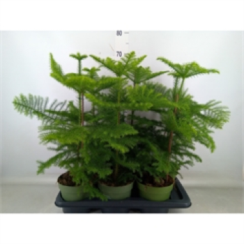 Araucaria heterophylla