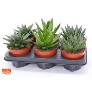 Succulenten Mix