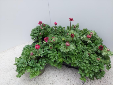 Anemone coronaria pink