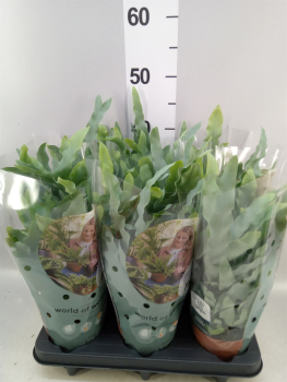Phlebodium aureum 'Blue Star'