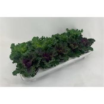 Brassica oler. mix kraus