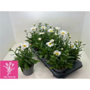 Leucanthemum sup. 'Madonna'