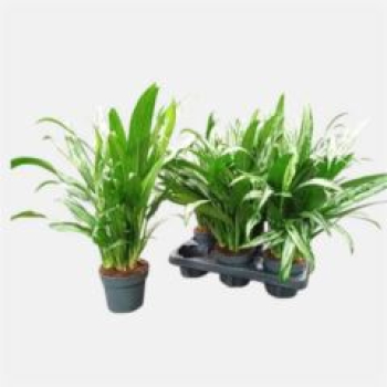Aglaonema  'Cutlass'