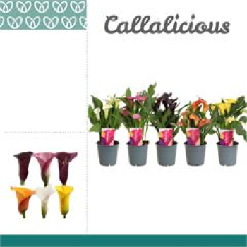 Calla Mix