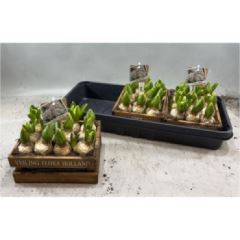 Hyacinthus in Holzkiste