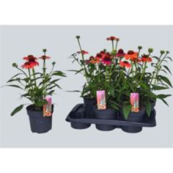 Echinacea orange