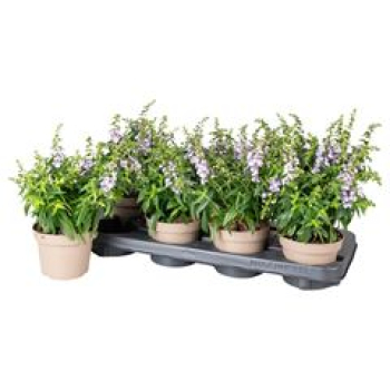Angelonia lila