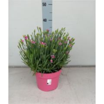 Dianthus 'Pink Kisses' Kübel