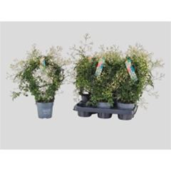 Jasminum poly. Bogen