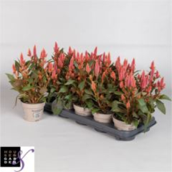 Celosia spic. 'Merida Salmon'