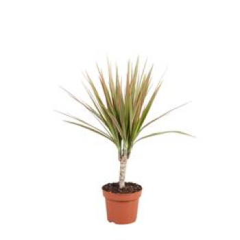 Dracaena marg. 'Bicolor'