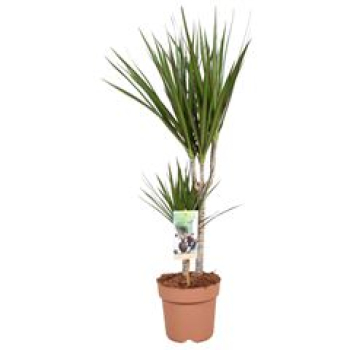 Dracaena marg.