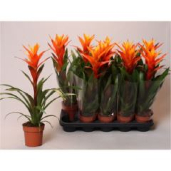 Guzmania 'Variada'-orange