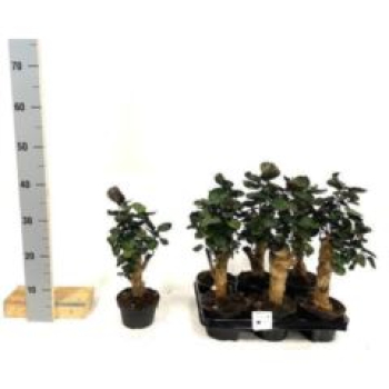 Polyscias scutellaria 'Fabian'