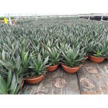 Agave 'Shaka Zulu'