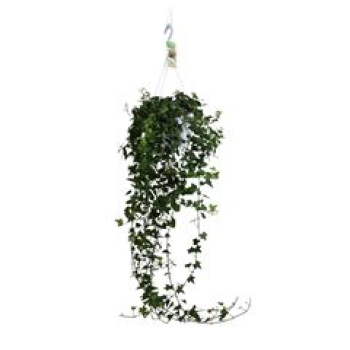 Hedera helix Ampel "Anna"