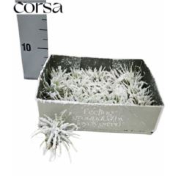 Tillandsia mit Schnee