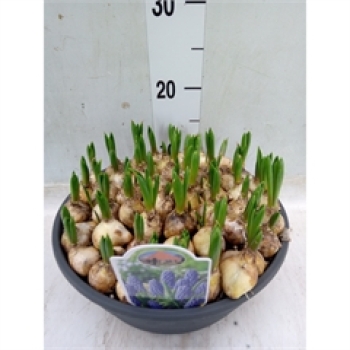 XL Schale Muscari blau
