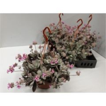 Kalanchoe  pumila Ampel