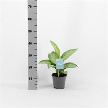 Aglaonema  'Silver Bay'