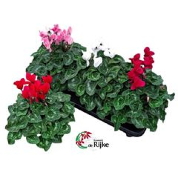 Cyclamen  mix in Kiste