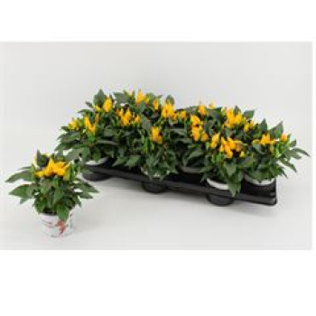 Capsicum annuum  'Favorit Yellow'