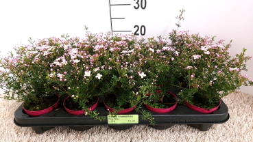 Boronia anemonifolia