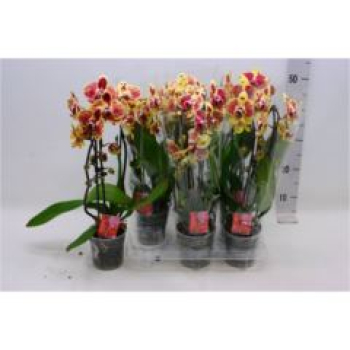 Phalaenopsis "Cascade" gelb-rot