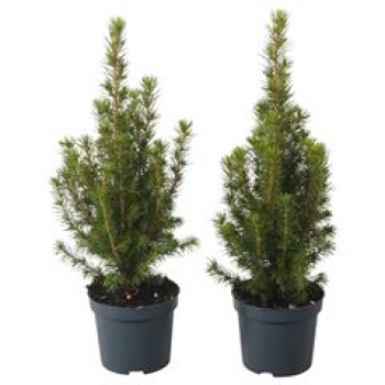 Picea glauca 'Conica' Perfecta