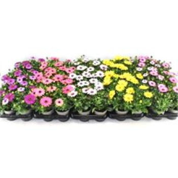 Osteospermum