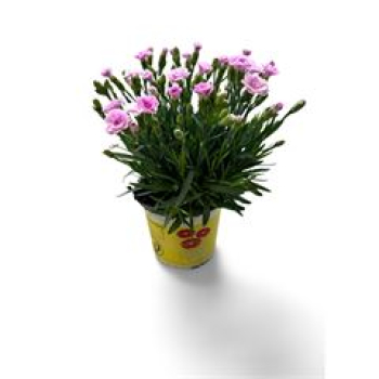 Dianthus allw. 'Lucky Lips' rosa