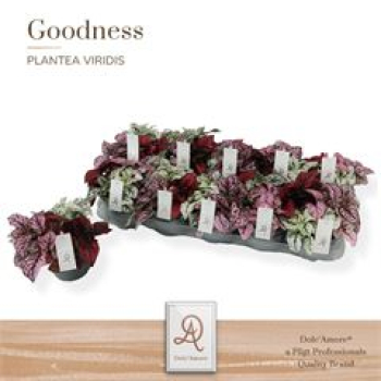 Hypoestes phyllo. Trio
