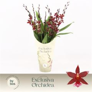 Burrageara 'Barrocco Red'