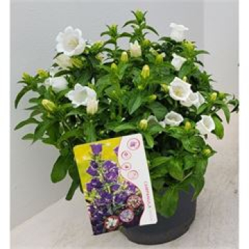 Campanula medium Kübel weiß