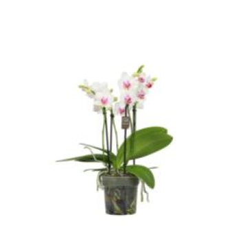 Phalaenopsis multi. 3-5 Rispen weiß mit Auge