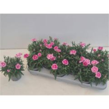 Dianthus 'Oscar Pink Star'