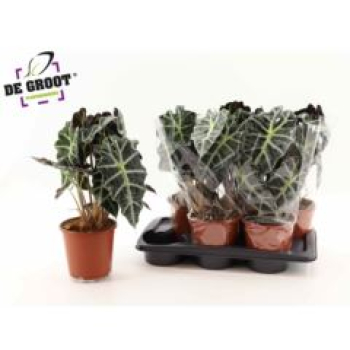 Alocasia amazonica 'Polly'