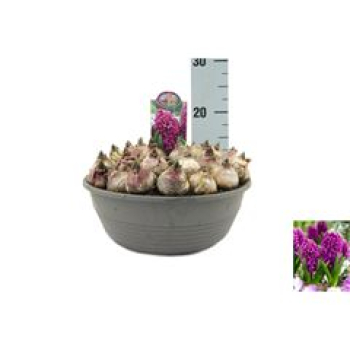 XL Schale Hyacinthus violett