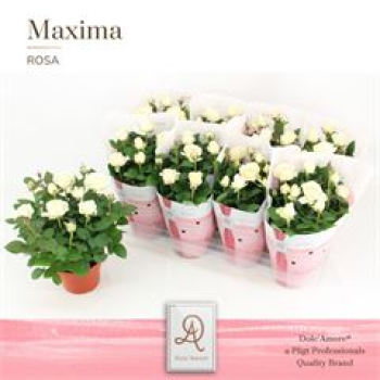 Rosa 'Amorosa Infinity White'