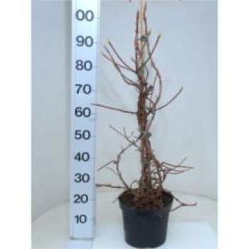 Hydrangea anomala subsp. petiolaris