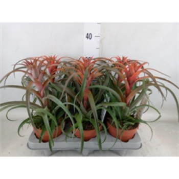 Tillandsia capitata 'Hermosa'