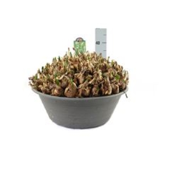 Zwiebelschale XXL - Leucojum aestivum