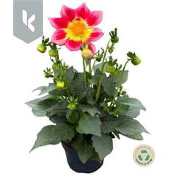 Dahlia 'Summerbees rot